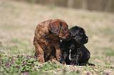 BRIARD 201